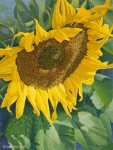 Sunflower Sunflower