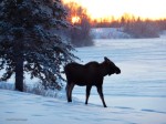 SunsetMoose SunsetMoose